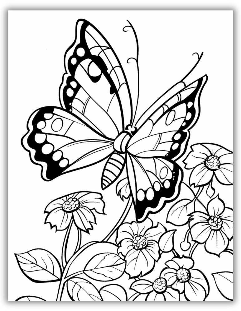 Beautiful butterfly coloring page for kids