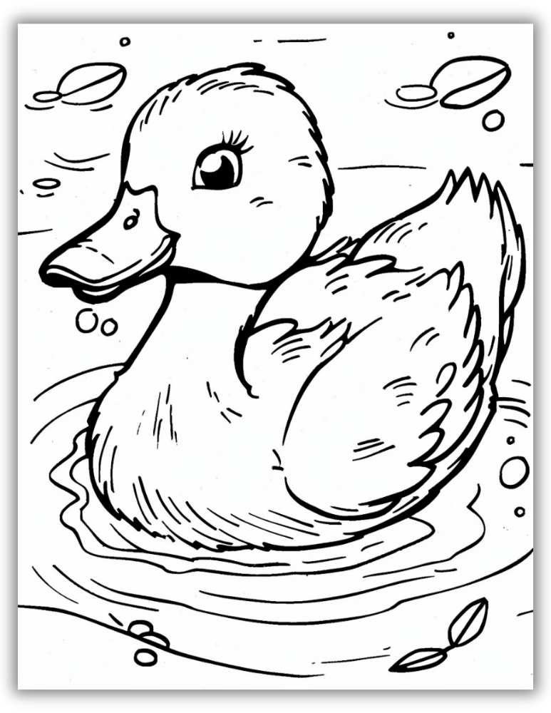 Duck swimming in a pond coloring page