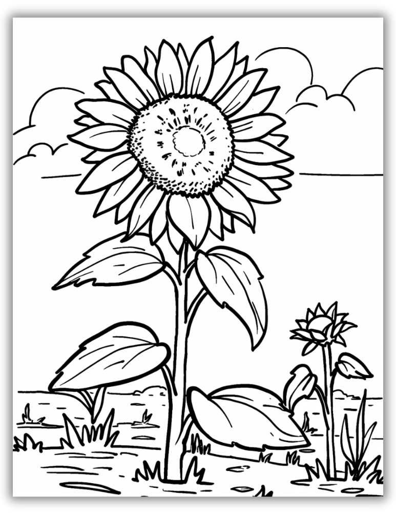 Large flower coloring page - Sunflower