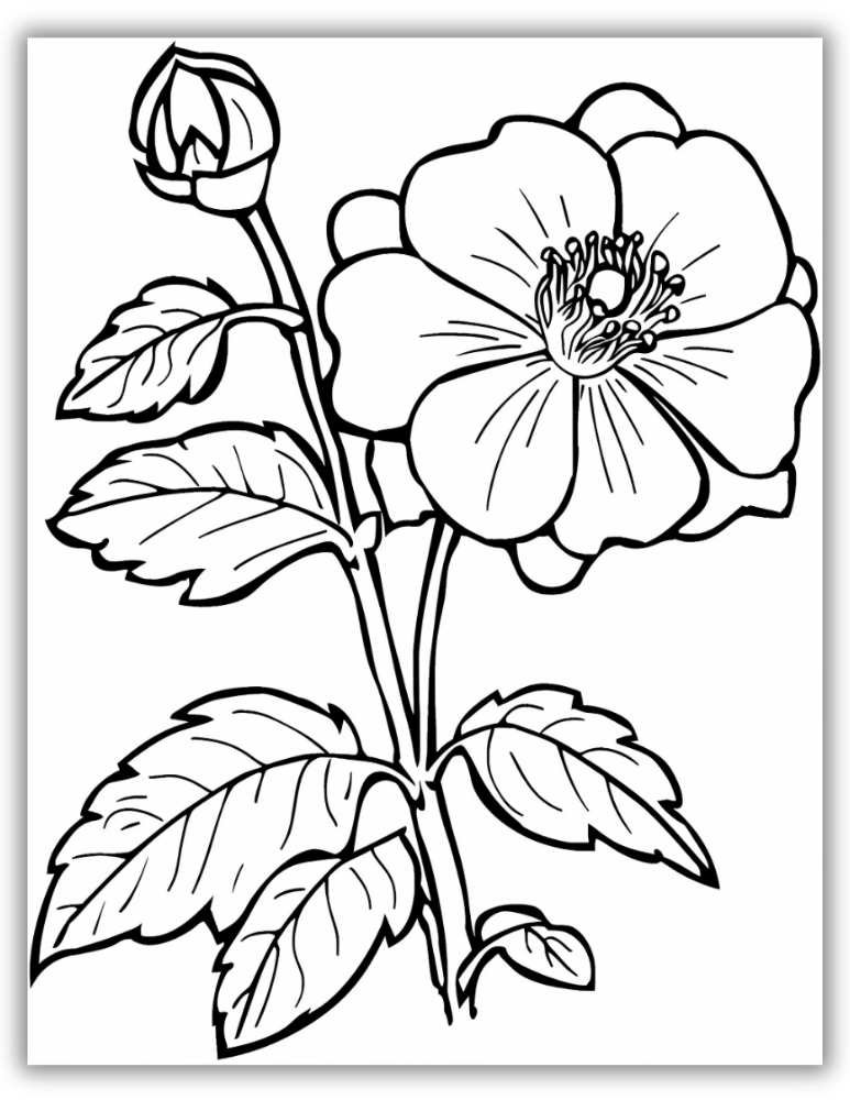 Pretty flower coloring page