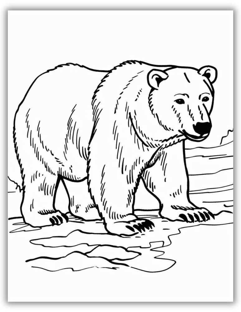 Realistic bear coloring pages featuring lifelike bear illustrations