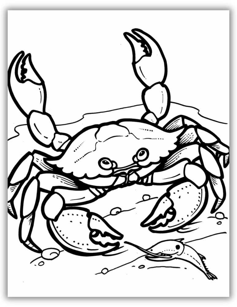 Crab with big claws coloring page
