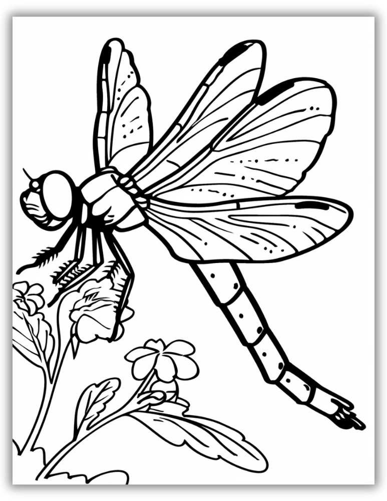 Dragonfly on a flower coloring page