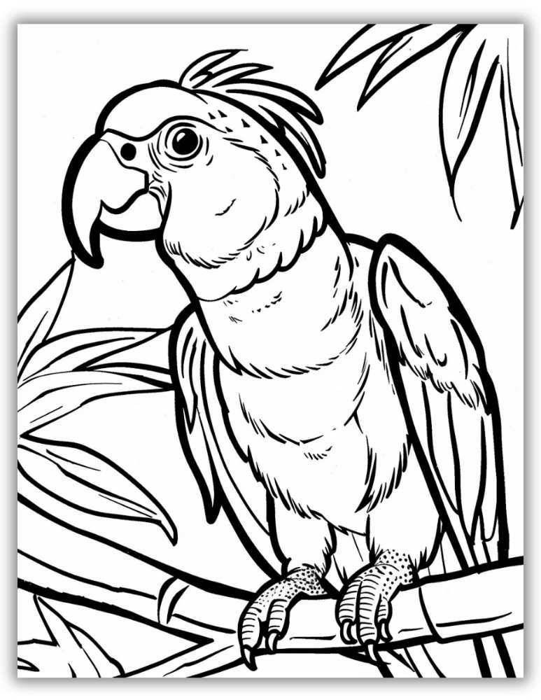 Parrot on branch coloring page
