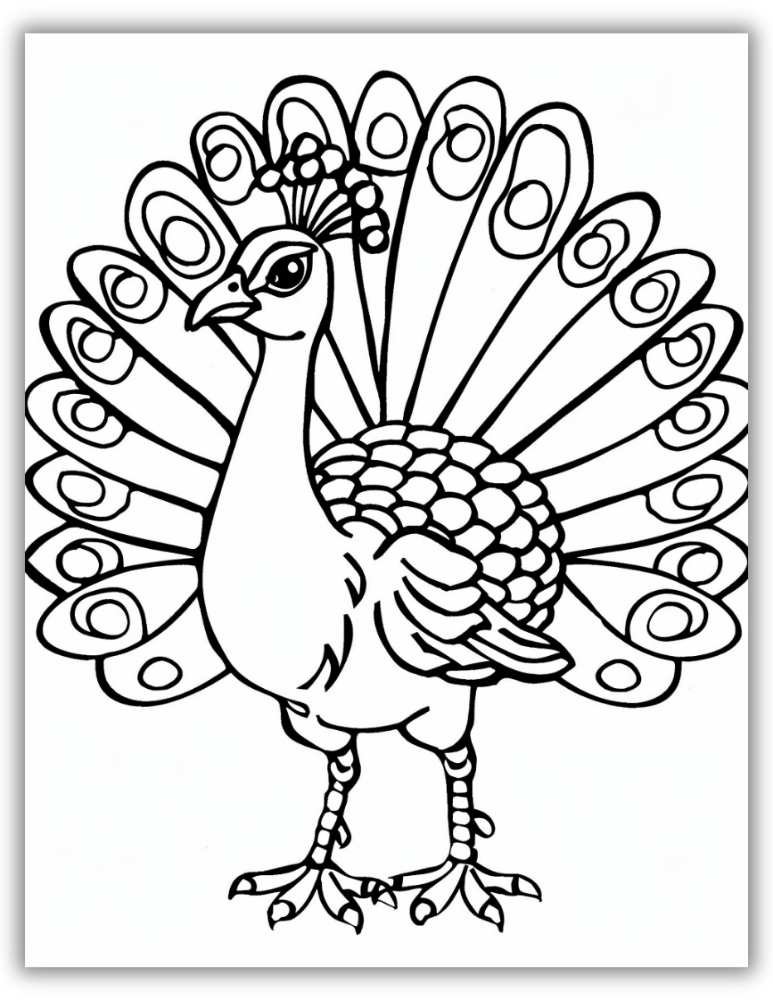Elegant peacock outline for coloring