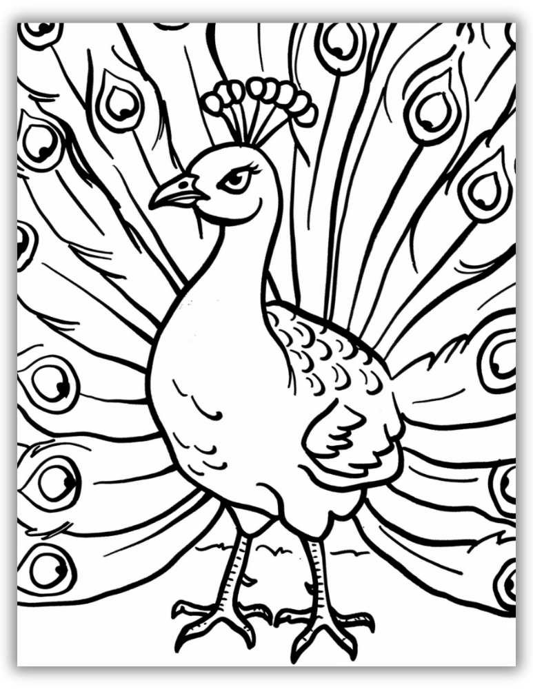 Detailed peacock feathers coloring sheet