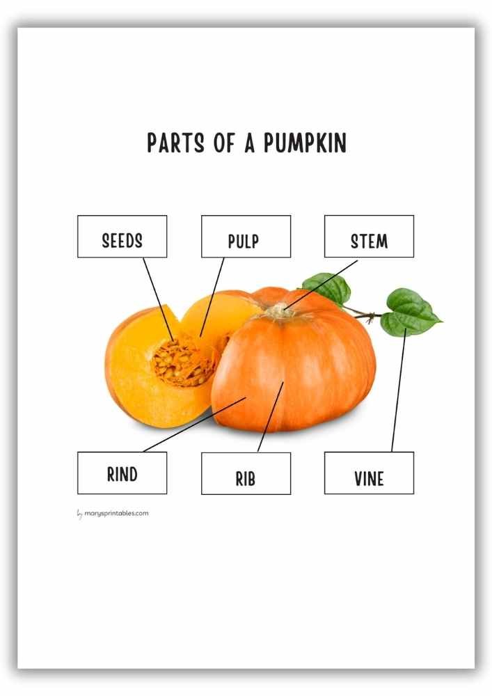 Parts of a pumpkin worksheet – cut and paste labeling activity part 2