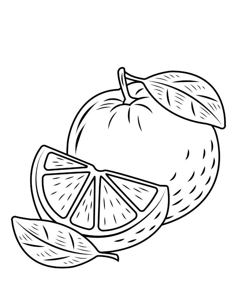 Cross-section of an orange slice with visible segments – free printable PDF coloring page for practicing color blends and highlights.